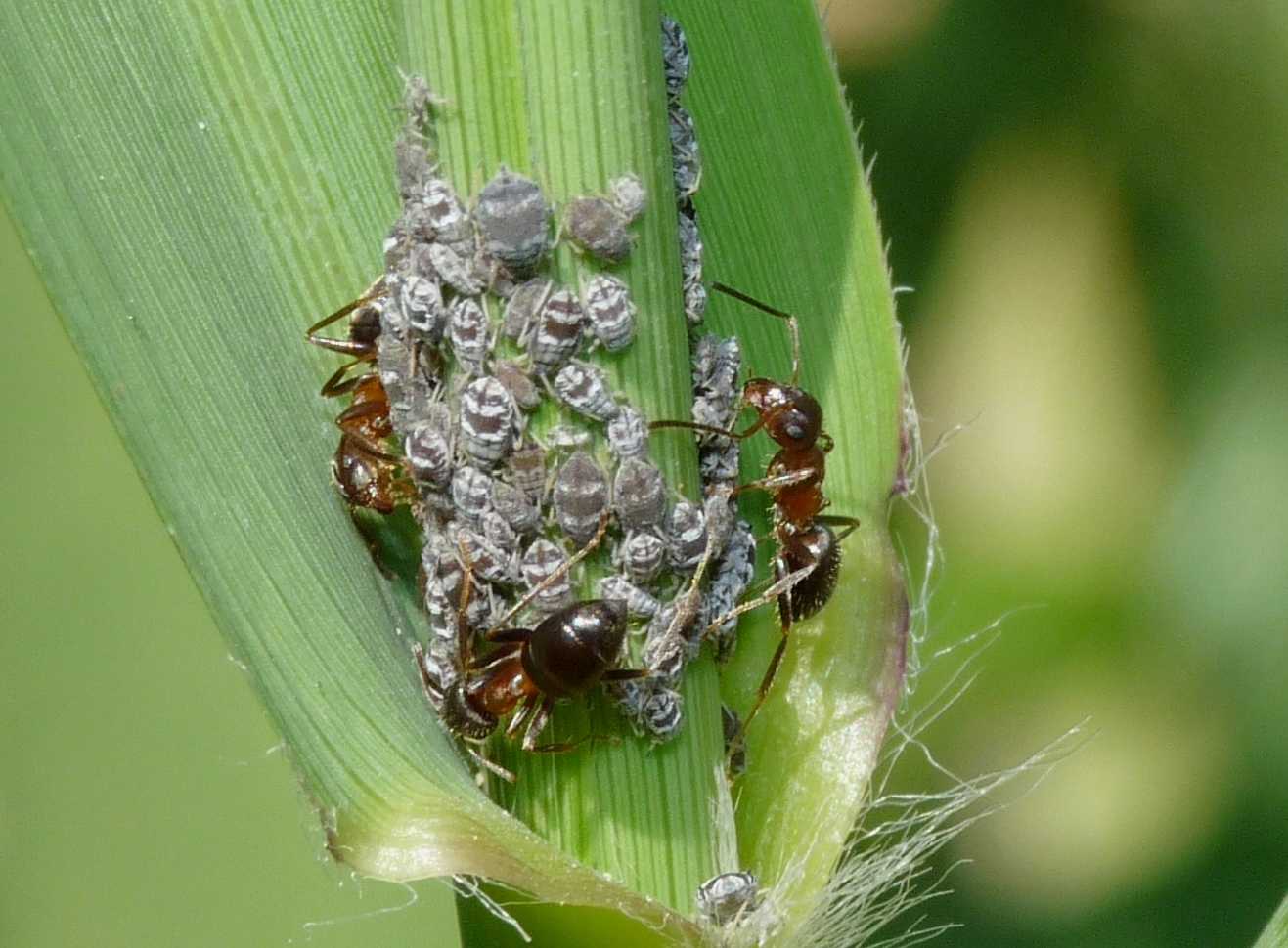 Formiche con afidi: Lasius sp.